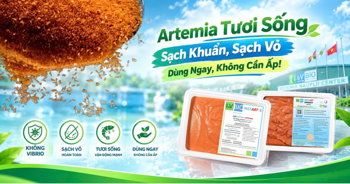 Artemia tuoi song cho tom ca thuc an tuoi cho tom ca giong artemia instart 1 Artemia instart energy artemia i and v bio i and v bio vietnam artemia cho tom bo me cung cap artemia tuoi song 1